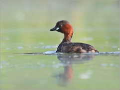 <p>POTÁPKA MALÁ (Tachybaptus ruficollis)</p>
